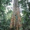 Valuable trees in the Amazon. - Photo Stock