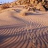 Sonora Desert - Photo Stock