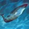 The blue whale, the largest mammal of all. - Photo Stock
