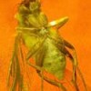 This fossilized fly was discovered in a Peruvian amber deposit - Darío de Franceschi