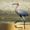 Mexico's Santa Clara marsh is home to the reddish egret (Egretta rufescens - Claudio Contreras