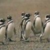 Emblematic species like the Magellanic penguin are at risk. - Photo Stock
