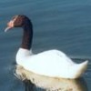 A black-necked swan in the Río Cruces nature sanctuar - Juan Tassara.