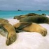 The food chain of the Galápagos seas could be altered by the Planktos company's large-scale experiment. - Photo Stock