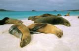 The food chain of the Galápagos seas could be altered by the Planktos company's large-scale experiment. - Photo Stock The food chain of the Galápagos seas could be altered by the Planktos company's large-scale experiment. - Photo Stock