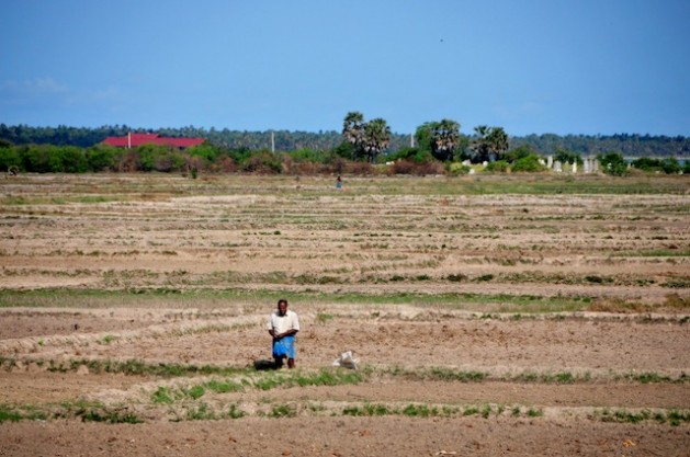 Homem no meio de um arrozal, no distrito de Kilinochchi, norte do Sri Lanka. A previsão é que a colheita de arroz desse país sofra uma perda histórica de 17%, em relação às quatro milhões de toneladas registradas em 2013.